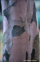 Acoma Crape Myrtle tree bark with beige and gray exfoliation.