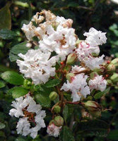 Crisp snow-white flowers of Acoma Crape Myrtle in bloom, showcasing elegant beauty.