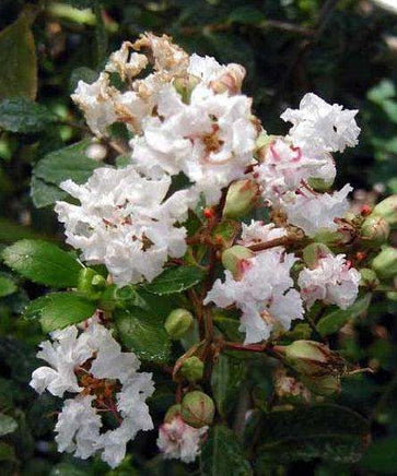 Crisp snow-white flowers of Acoma Crape Myrtle in bloom, showcasing elegant beauty.