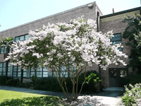 Acoma Crape Myrtle tree with snow-white flowers and weeping branches in a landscaped garden setting.