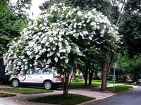 Acoma Crape Myrtle tree with snow-white flowers in a landscape setting.