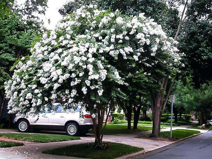 Acoma Crape Myrtle tree with snow-white flowers in a landscape setting.