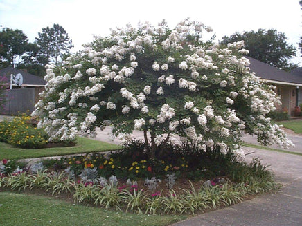 Acoma Crape Myrtle with snow-white blooms in a garden setting.