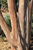 Arapahoe Crape Myrtle tree trunk with creamy exfoliating bark.