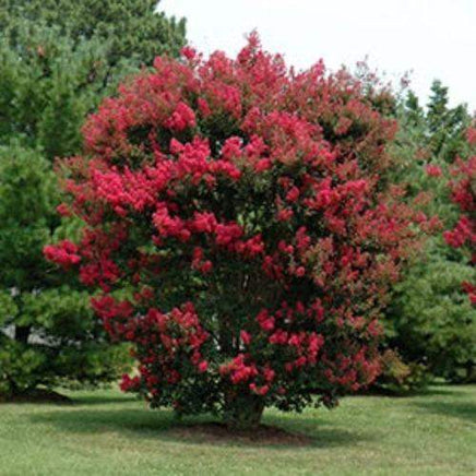 Arapahoe Crape Myrtle tree with striking wine red flowers and purple hints.