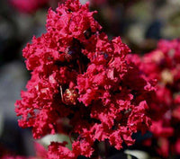 Arapahoe Crape Myrtle with striking wine red flowers and purple undertone.