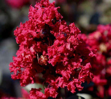 Arapahoe Crape Myrtle with striking wine red flowers and purple undertone.