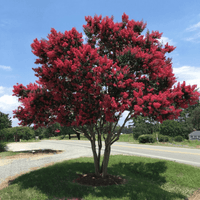 Arapahoe Crape Myrtle with striking wine red flowers and a hint of purple in full bloom along a roadside.