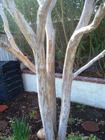 Bashams Party Pink Crape Myrtle with exfoliating white and gray bark.