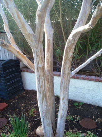 Bashams Party Pink Crape Myrtle with exfoliating white and gray bark.