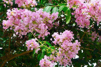 Delicate pink blooms of Bashams Party Pink Crape Myrtle tree.