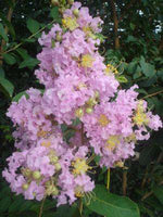Delicate light pink blooms of Bashams Party Pink Crape Myrtle in cluster formation.