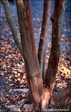 Biloxi Crape Myrtle with exfoliating beige and brown bark.