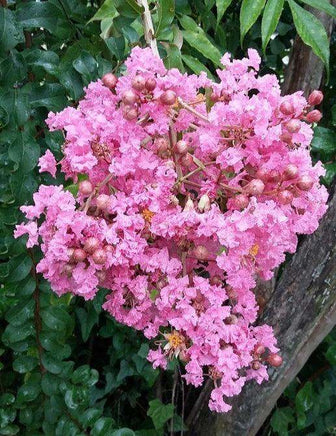 Biloxi Crape Myrtle with large baby pink flower clusters against green foliage.