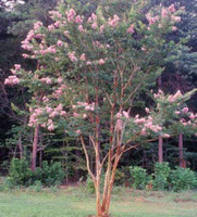 Biloxi Crape Myrtle with pink blooms, fast-growing shade tree in landscape.