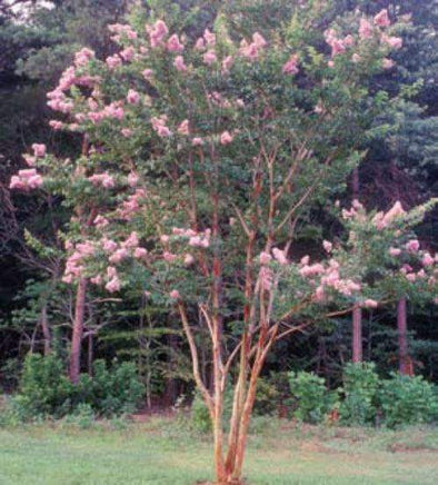 Biloxi Crape Myrtle with pink blooms, fast-growing shade tree in landscape.