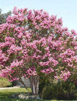 Biloxi Crape Myrtle tree with large baby pink blooms in a garden setting.
