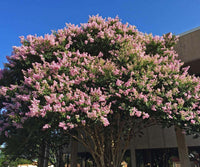 Biloxi Crape Myrtle with large baby pink blooms providing shade.
