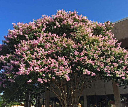 Biloxi Crape Myrtle with large baby pink blooms providing shade.