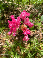 Bourbon Street Crape Myrtle Miniature Flower
