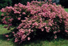 {"width" => 350, "height" => 350, "loading" => "lazy", "sizes" => "(min-width: 990px) 350px, 50vw", "widths" => "350,700", "alt" => "Caddo Crape Myrtle with cascading pink blooms showcasing graceful weeping elegance."}