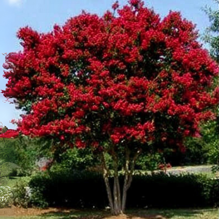 Carolina Red Crape Myrtle with vivid blood-red blooms in a narrow, upright form.
