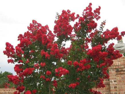 Carolina Red Crape Myrtle tree with vibrant blood-red blooms against a brick wall.