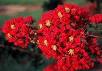 Carolina Red Crape Myrtle with vibrant blood-red blooms.