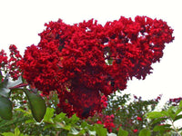 Blood-red blossoms of the Carolina Red Crape Myrtle against green foliage.