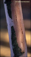 Exfoliating cinnamon-colored bark of Catawba Crape Myrtle.