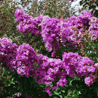 Catawba Crape Myrtle with deep purple blooms and lush foliage.
