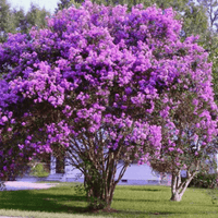 Catawba Crape Myrtle with vibrant purple flowers in full bloom.
