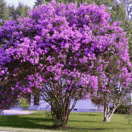 Catawba Crape Myrtle with vibrant purple flowers in full bloom.