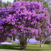 {"width" => 350, "height" => 350, "loading" => "lazy", "sizes" => "(min-width: 990px) 350px, 50vw", "widths" => "350,700", "alt" => "Catawba Crape Myrtle with vibrant purple flowers in full bloom."}