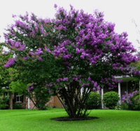 Catawba Crape Myrtle in full bloom with rich purple flowers in a landscaped garden.