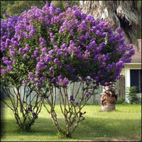 Catawba Crape Myrtle with rich dark purple blooms and smooth cinnamon bark.