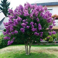 Catawba Crape Myrtle with vibrant purple blooms and lush foliage in a garden setting.