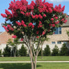 {"width" => 350, "height" => 350, "loading" => "lazy", "sizes" => "(min-width: 990px) 350px, 50vw", "widths" => "350,700", "alt" => "Centennial Spirit Crape Myrtle tree with saturated dark watermelon red blooms."}