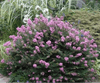 {"width" => 350, "height" => 350, "loading" => "lazy", "sizes" => "(min-width: 990px) 350px, 50vw", "widths" => "350,700", "alt" => "Chickasaw Crape Myrtle with rose pink flowers and dark green leaves in a garden setting."}