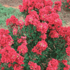 {"width" => 350, "height" => 350, "loading" => "lazy", "sizes" => "(min-width: 990px) 350px, 50vw", "widths" => "350,700", "alt" => "Chisam Fire Crape Myrtle Miniature Red "}