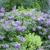 {"width" => 350, "height" => 350, "loading" => "lazy", "sizes" => "(min-width: 990px) 350px, 50vw", "widths" => "350,700", "alt" => "Cordon Bleu Crape Myrtles in Border"}