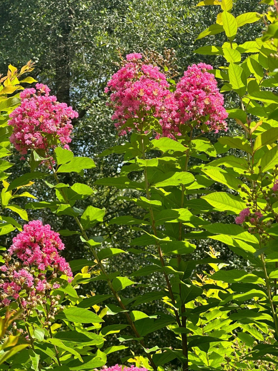 Cotton Candy Passion Crape Myrtle: Sweet Vivid Blooms, Upright Spires|  Southern Charm Crape Myrtles, LLC