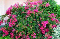 Creole Crape Myrtle as Weeping Small Bush