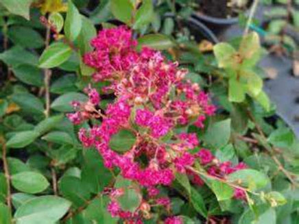 Creole Crape Myrtle Miniature Flower