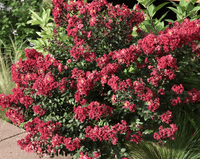 Crimson Bijou Micro Mini™ Crape Myrtle with vibrant crimson red flowers and dark green leaves in a garden setting.