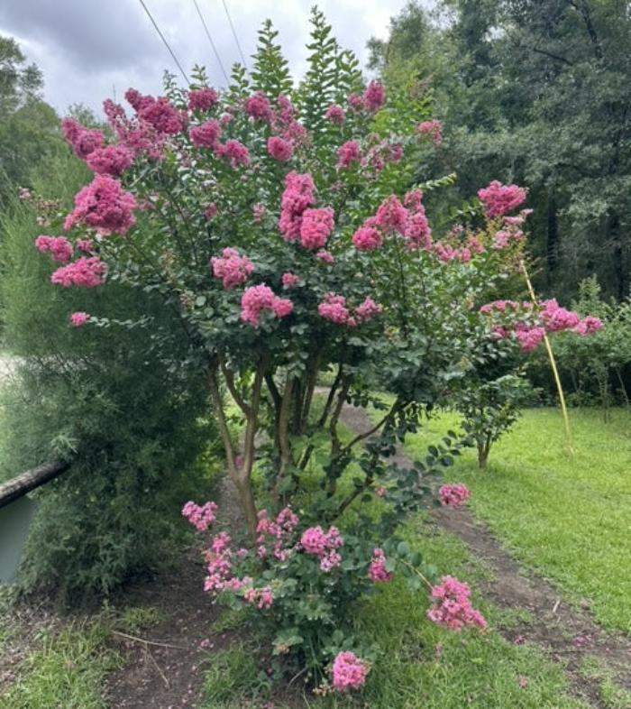 Flamingo Passion™ Crape Myrtle🦩:Gracefully Branches, Big Pink