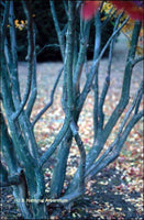Hopi Crape Myrtle with light and dark gray exfoliating bark, surrounded by autumn leaves.