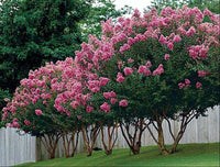 Vibrant pink Hopi Crape Myrtle trees in full bloom along a fence.