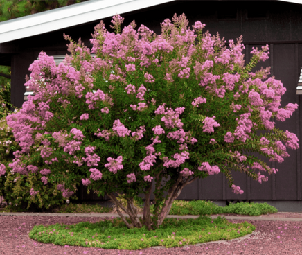 Vibrant pink flowering Hopi crape myrtle tree with lush blooms, ideal for pollinators.