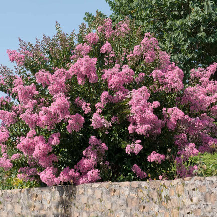 Hopi Crape Myrtle with vibrant pink blooms, ideal for pollinators, in a garden setting.